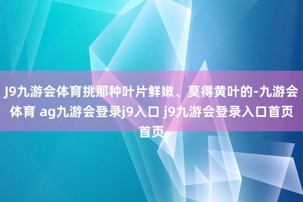 J9九游会体育挑那种叶片鲜嫩、莫得黄叶的-九游会体育 ag九游会登录j9入口 j9九游会登录入口首页