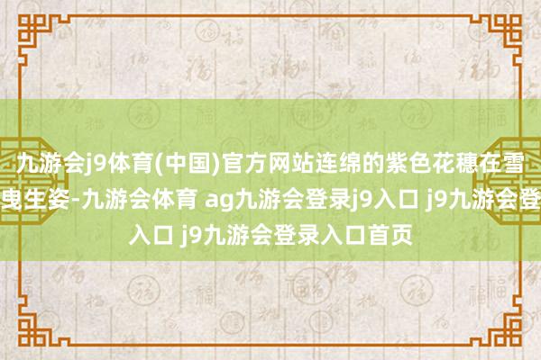九游会j9体育(中国)官方网站连绵的紫色花穗在雪山环抱下摇曳生姿-九游会体育 ag九游会登录j9入口 j9九游会登录入口首页