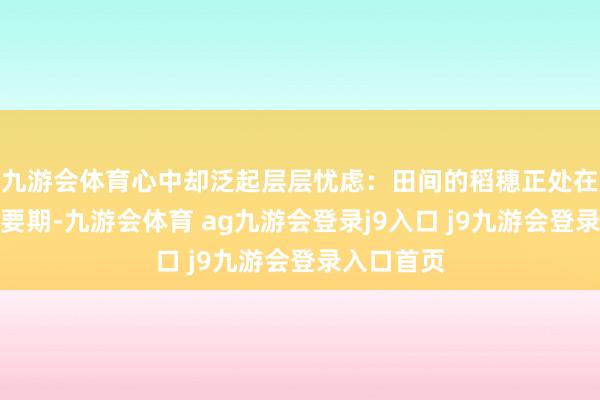 九游会体育心中却泛起层层忧虑：田间的稻穗正处在灌浆的重要期-九游会体育 ag九游会登录j9入口 j9九游会登录入口首页