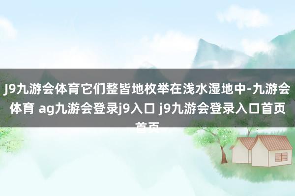 J9九游会体育它们整皆地枚举在浅水湿地中-九游会体育 ag九游会登录j9入口 j9九游会登录入口首页